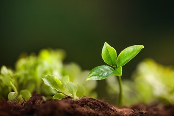 Growing sprout.