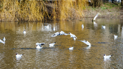 black headed seagulls on a lake near the sea