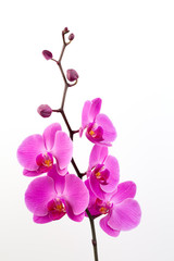 Obraz premium Różowa orchidea na białym tle.