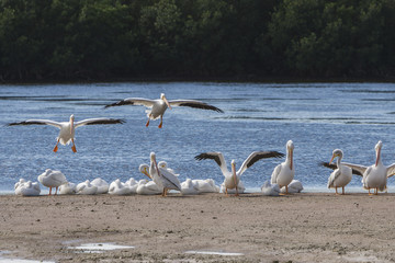 American White Pelican