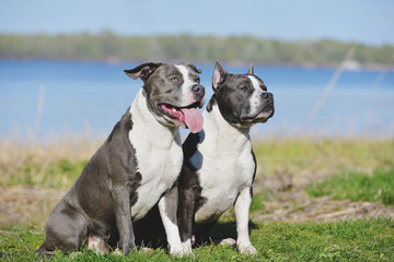 Two blue Staffordshire terriers for a walk.