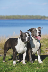 Two blue Staffordshire terriers for a walk.
