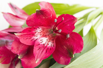 Red Alstroemeria Flower