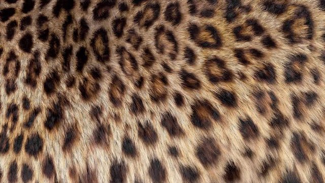 Beautiful leopard fur blowing on the wind, luxury abstract natural animation, close up macro shot of animal hair in slow motion.