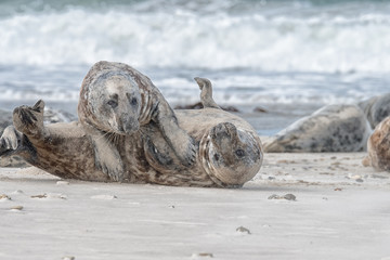 Fototapeta premium great grey seal