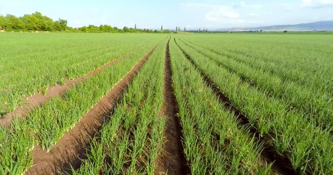 Aerial view of green onions field