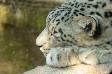 A young Snow Leopard resting on some rocks