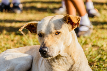 Close portrait of a mixed breed dog