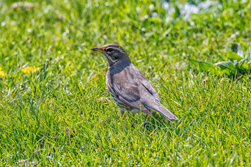 Obraz premium Redwing 