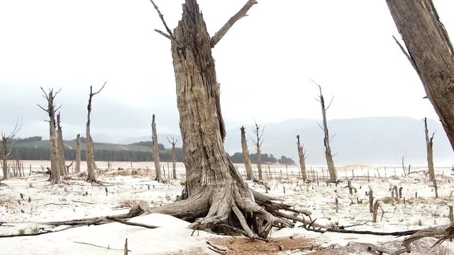 dry trees in drought stricken lake