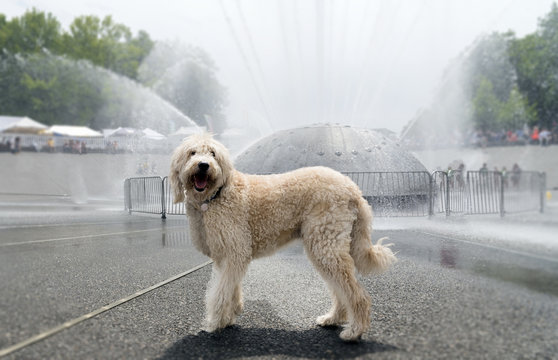 Shaggy labradoodle dog playing in a fountain