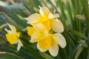 Yellow daffodils in a spring garden, close-up