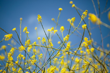 yellow flowers with bright blue sky