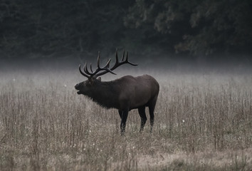 Bull Elk Bugles in Morning Fog Muted