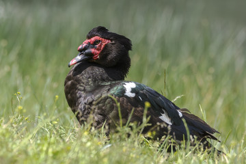 Cairina moschata