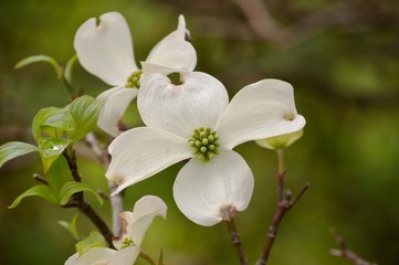 Two white dogwood flowers