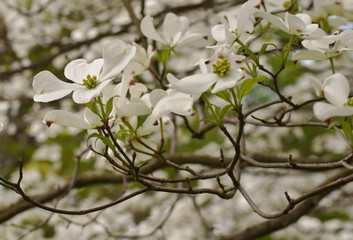 Grouping of dogwood flowers with others blurred in the back ground