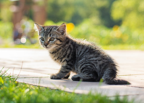 Little kitten cat sitting enoying the sun