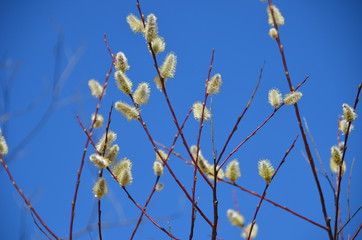 Pussy-willow branches in spring. Blue sky background.