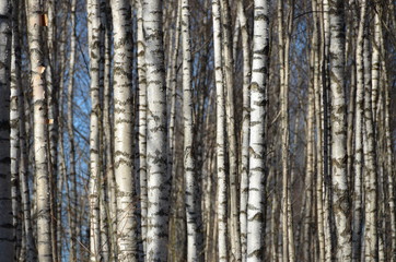 Birches grove near lake in spring. Sunny day.