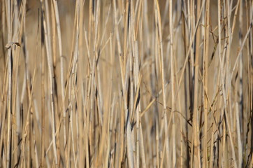Dried out reeds near lake in spring.
