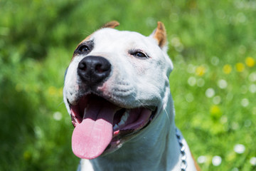 Happy dog in the green grass. American stafford shire dog at the park.