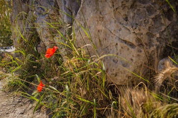 Red poppy flowers near the ancient stones, Acropolis, Athens.