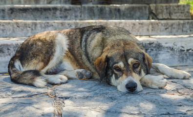 Sad homeless dog lying on the ground.