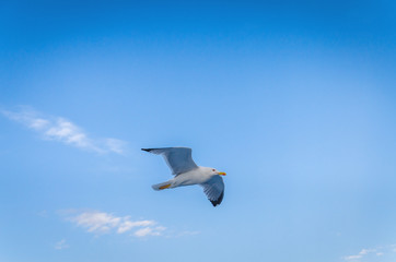 Seagull flying in the blue sky.