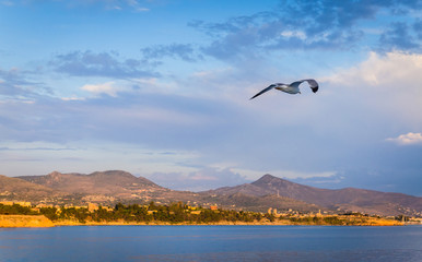 Fototapeta na wymiar Seagull flying over sea and coast at the background.