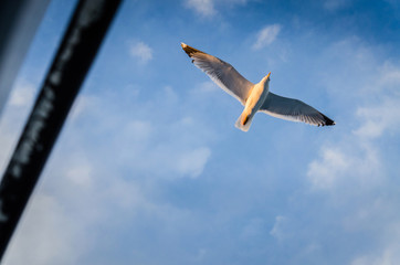Seagull flying in the blue sky.