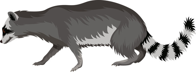 Vector raccoon © Save Jungle