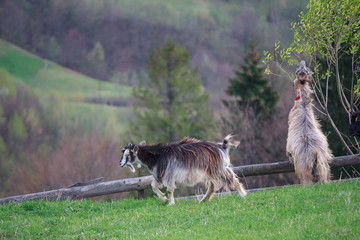 Two young goats graze in a mountain meadow. Carpathians