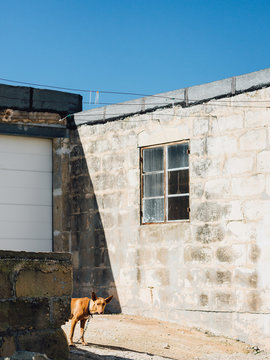A pharaoh hound peeks out from behind a low wall on a bright sunny day.