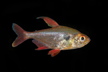 Tetra fish (Hyphessobrycon sweglesi) on a black background