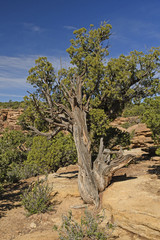 Fototapeta na wymiar Gnarled Juniper Tree in the Desert
