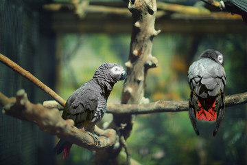 Cute Jaco parrots in zoo