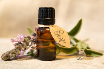 Greek Sage  plant and essential oil in amber boottle (Salvia fruiticosa)
