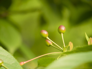 桜の果実はサクランボ