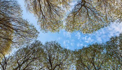 Detailed trees branches on blue sky - Russia