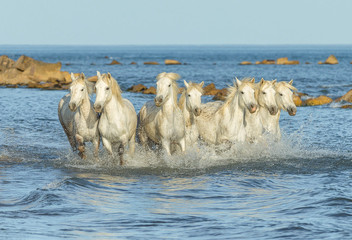 White Camargue Horses galloping along the beach in Parc Regional de Camargue - Provence, France