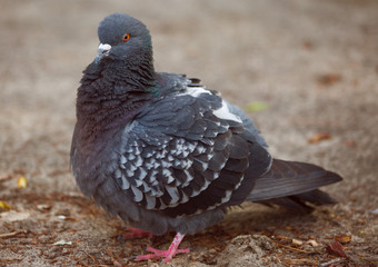 ruffled pigeon closeup