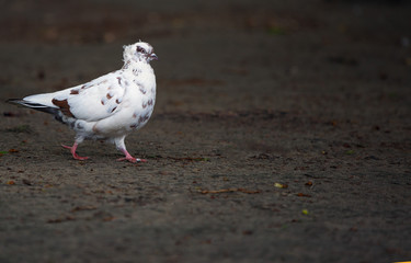 A beautiful pigeon walks on the ground.