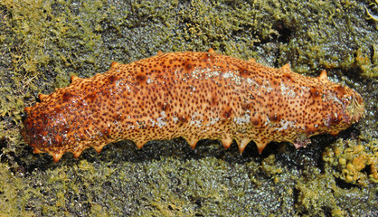 Pepino de mar, Holothuria sanctori