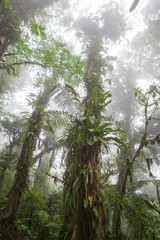 Deep in lush foggy rainforest