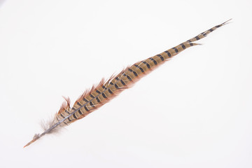 Pheasant feather, on a white background