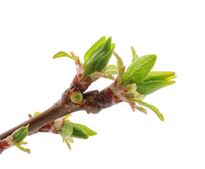 Branch with small leaves on white background