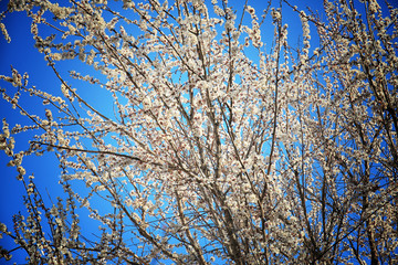 Apricot tree blossoms on sky background