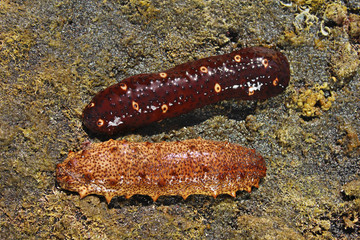 Pepino de mar, Holothuria sanctori