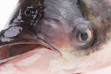 The head of the fish, close-up pictures